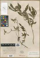 Type? of Hoffmannia pallida Rusby [family RUBIACEAE]