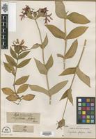 Type? of Lychnis fulgens Fisch. [family CARYOPHYLLACEAE]