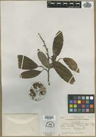 Filed as Michelia kerrii Craib. [family MAGNOLIACEAE]