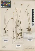 Filed as Parnassia parviflora DC. [family SAXIFRAGACEAE]