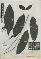 Isotype of Pavetta atra Merr. [family RUBIACEAE]