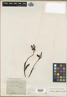 Type? of Ophrys bertolonii Moretti [family ORCHIDACEAE]