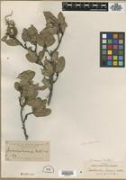 Type? of Quebrachia morongii Britton [family ANACARDIACEAE]