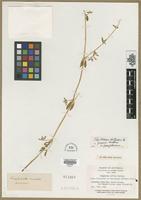 Type? of Philoxerus diffusus R.Br. [family AMARANTHACEAE]