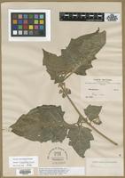 Syntype of Solanum hyoscyamoides Bitter [family SOLANACEAE]