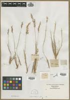 Filed as Aira sp. [family POACEAE]