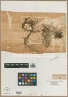 Filed as Myriophyllum heterophyllum Michx. [family HALORAGACEAE]