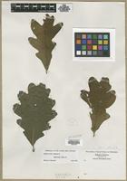 Filed as Quercus alba L. [family FAGACEAE]