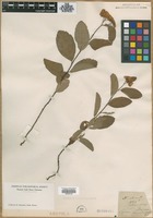 Filed as Spiraea chamaedryfolia L. [family ROSACEAE]