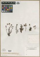 Filed as Saxifraga aizoides L. [family SAXIFRAGACEAE]