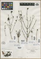 Filed as Gerardia purpurea L. [family SCROPHULARIACEAE]