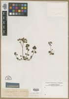 Filed as Chrysosplenium oppositifolium L. [family SAXIFRAGACEAE]