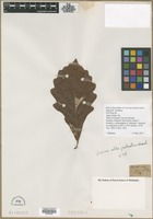 Filed as Quercus alba L. var. palustris Marshall [family FAGACEAE]