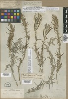 Filed as Artemisia longifolia Nutt. [family ASTERACEAE]
