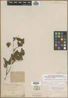 Paratype of Rubus spectabilis Pursh [family ROSACEAE]