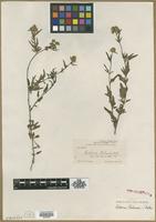 Type? of Celosia palmeri S.Watson [family AMARANTHACEAE]