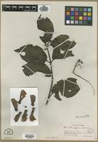 Type? of Banisteriopsis inebrians C.V.Morton [family MALPIGHIACEAE]