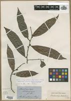 Filed as Brackenridgea australiana F.Muell. [family OCHNACEAE]