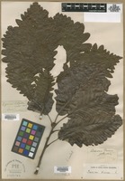 Filed as Quercus prinus L. [family FAGACEAE]