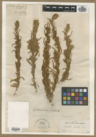 Neotype of Diotis lanata Pursh [family CHENOPODIACEAE]