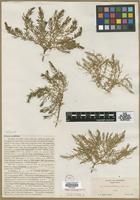 Type? of Glaux acutifolia Heller [family PRIMULACEAE]