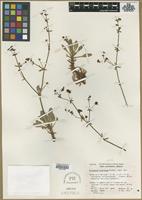 Isotype of Eriogonum preclarum Reveal [family POLYGONACEAE]
