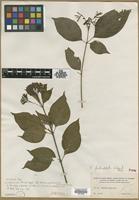 Type? of Hamelia patens Jacq. [family RUBIACEAE]