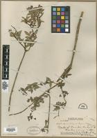 Isotype of Hedyotis degeneri Fosberg var. degeneri Fosberg [family RUBIACEAE]