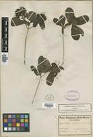 Filed as Pavetta catophylla K.Schum. [family RUBIACEAE]