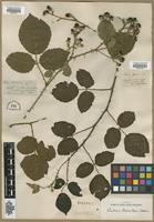 Type? of Rubus menkei Weihe & Nees ex Bluff & Fingerh. [family ROSACEAE]