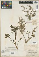 Type? of Ranunculus sceleratus L. var. multifidus Nutt. ex Torr. & A.Gray [family RANUNCULACEAE]