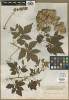 Isotype of Serjania columbiana Radlk. [family SAPINDACEAE]