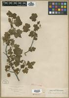 Type? of Ribes acerifolium Howell [family GROSSULARIACEAE]