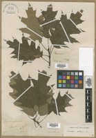 Filed as Quercus rubra L. [family FAGACEAE]