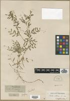 Type? of Vicia sativa var. segetalis (Thuill.) Ser. [family FABACEAE]
