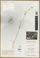 Type? of Philoxerus conicus R.Br. [family AMARANTHACEAE]
