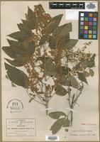 Type? of Thouinia acuminata S.Watson [family SAPINDACEAE]