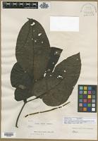 Isotype of Piper percostatum Yunck. [family PIPERACEAE]