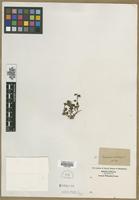 Filed as Veronica hederifolia L. [family SCROPHULARIACEAE]