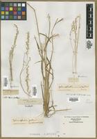 Filed as Aira sp. [family POACEAE]