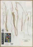 Filed as Aira sp. [family POACEAE]