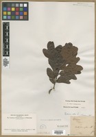 Filed as Quercus sp. [family FAGACEAE]