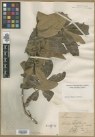 Filed as Quercus imbricaria Michx. [family FAGACEAE]