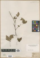 Filed as Prunus canadensis Marshall [family ROSACEAE]