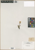 Filed as Potentilla aurea L. [family ROSACEAE]