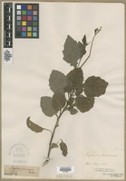 Filed as Lapsana communis L. [family ASTERACEAE]