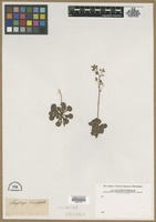 Filed as Saxifraga cuneifolia L. [family SAXIFRAGACEAE]