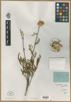 Filed as Centaurea orientalis L. [family ASTERACEAE]