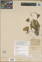 Isolectotype of Oenothera scapigera Pursh [family ONAGRACEAE]