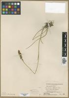 Type? of Abama montana Small. [family LILIACEAE]